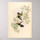 Zoek naar kolibrie posters Blauw