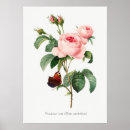 Zoek naar antiek botanische illustratie posters Roos