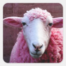 Zoek naar roze schapen stickers Schattig