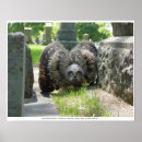 Zoek naar jonge uil posters Vogels