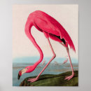 Zoek naar amerikaanse flamingo posters Dier
