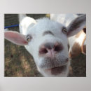 Zoek naar geiten posters Voor iedereen