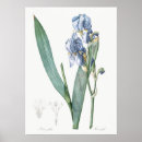 Zoek naar iris bloem posters Vintage