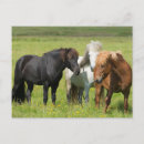 Zoek naar ijslandse paarden briefkaarten Superstock