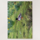 Zoek naar wilde eend puzzels Rivier