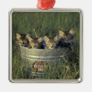 Zoek naar landelijk ornamenten Boerderij