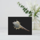 Zoek naar shell fotografie Kust