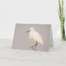 Zoek naar walking briefkaarten Wilde dieren