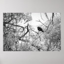 Zoek naar winter vogels posters Blauw