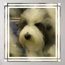 Zoek naar oude engelse herdershond posters Hondenras