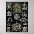 Zoek naar kwallen kunst Vintage