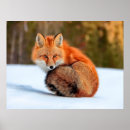 Zoek naar vos in sneeuw posters Canada