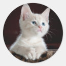 Zoek naar schattige ogen stickers Voor iedereen