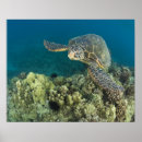 Zoek naar groene zeeschildpad posters Eiland