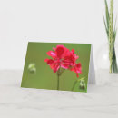Zoek naar geraniums kaarten Denken aan jou