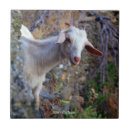 Zoek naar geiten tegels Platteland