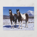 Zoek naar verf paard briefkaarten Sneeuw