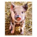 Zoek naar biggetje posters Schattig