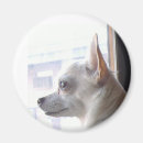 Zoek naar chihuahua magneten Hond