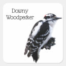 Zoek naar specht stickers Natuur