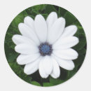 Zoek naar witte bloemen stickers Foto