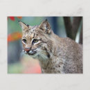 Zoek naar lynx briefkaarten foto