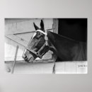 Zoek naar witte paarden posters Ruiter