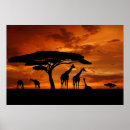 Zoek naar afrikaanse zonsondergang posters Silhouette