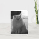 Zoek naar zwart witte katten kaarten Dieren