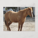 Zoek naar kwart paard briefkaarten Boerderij