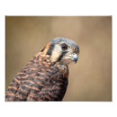 Zoek naar torenvalk posters Wild