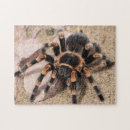 Zoek naar spin puzzels Spooky