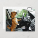 Zoek naar grappige auto briefkaarten Voor hem/haar