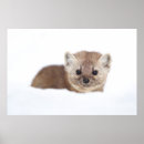 Zoek naar marten posters Weesel
