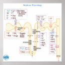 Zoek naar fysiologie posters Medisch