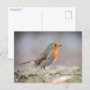 Zoek naar roodborstje briefkaarten Dier