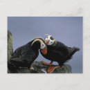 Zoek naar kuif vogel posters Habitat