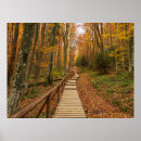 Zoek naar herfstbos posters Najaar