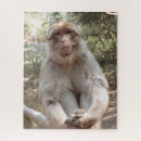 Zoek naar aap puzzels Schattig