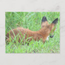 Zoek naar fox briefkaarten Wild