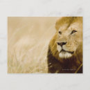 Zoek naar mannelijke leeuw briefkaarten Natuur