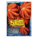 Zoek naar weekdieren posters Octopi