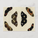 Zoek naar butterfly briefkaarten Insect