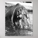 Zoek naar hippo posters Dier