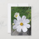 Zoek naar cosmos flowers briefkaarten Zomer