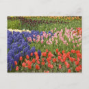 Zoek naar hyacinth briefkaarten Rood