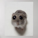 Zoek naar grappige hamsters posters Schattig