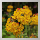 Zoek naar primula posters Geel