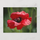 Zoek naar rood briefkaarten Lente