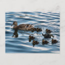 Zoek naar grappige struisvogels briefkaarten Humor